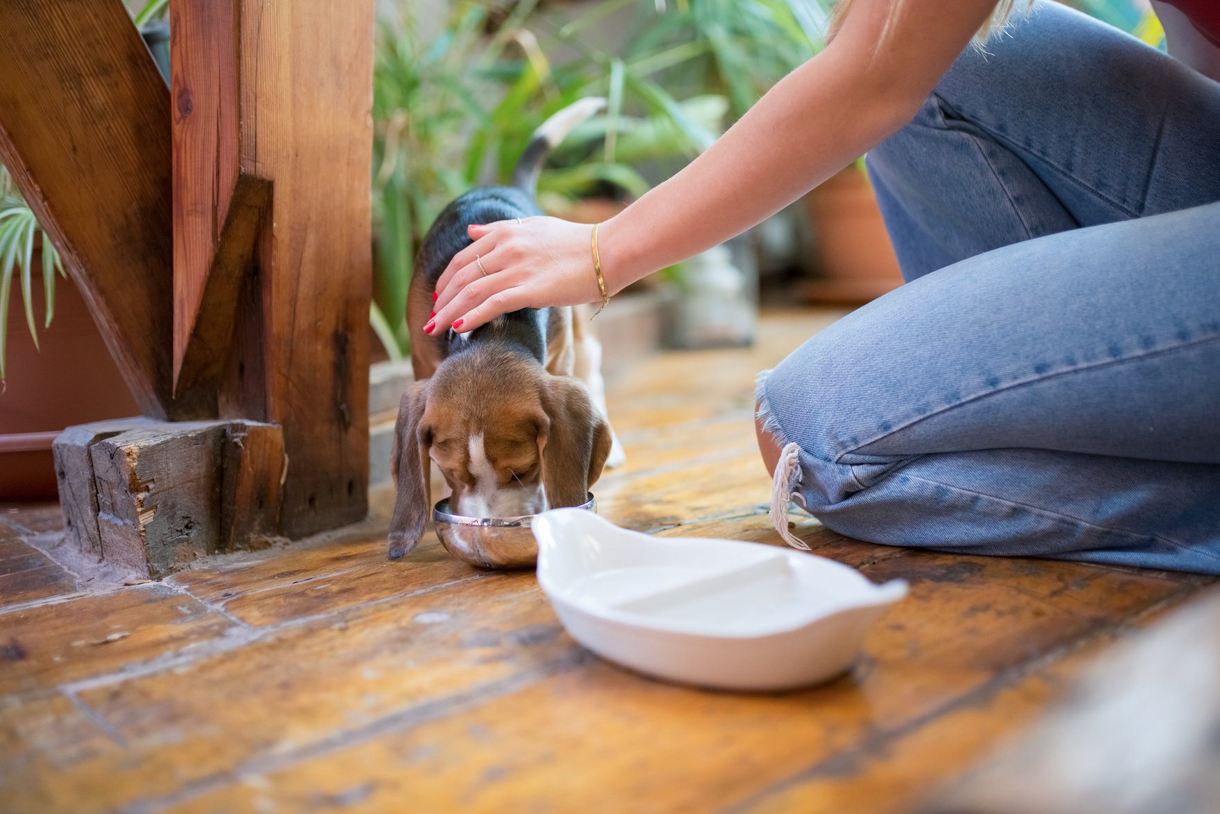 Woman Sitting Petting a Dog 